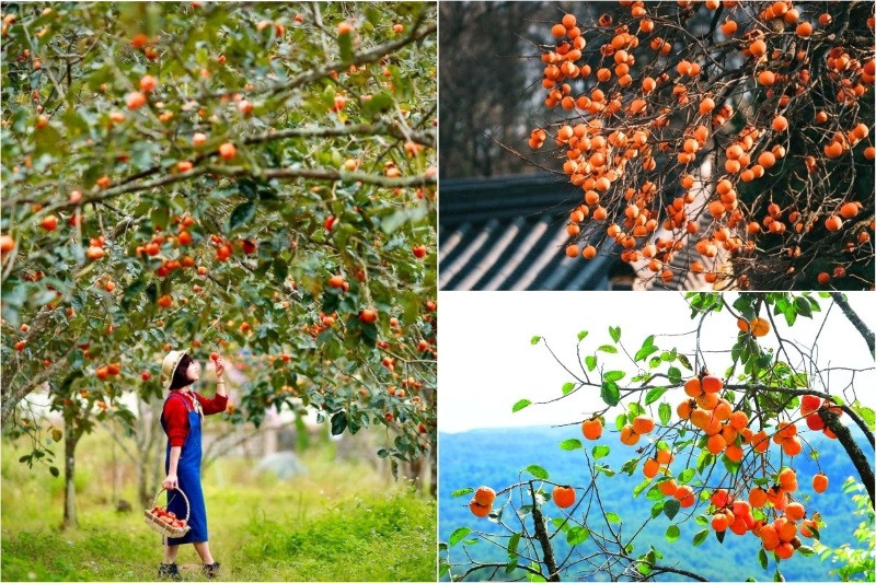 Kinh nghiệm săn mùa hồng trọn vẹn