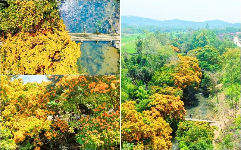 Từng chùm hoa vàng cam, đỏ phủ kín tán cây Từng chùm hoa vàng cam, đỏ phủ kín tán cây