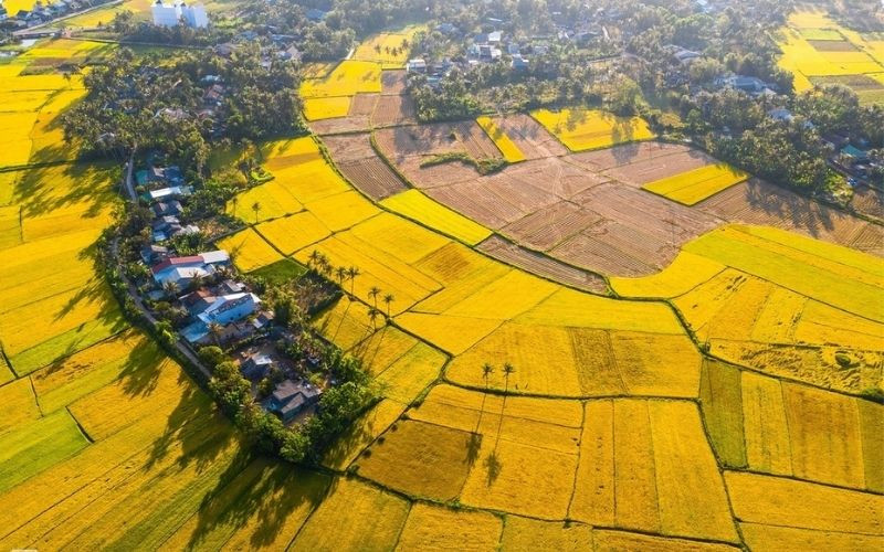 Tour miền Trung - Ngắm nhìn mùa lúa chín vàng