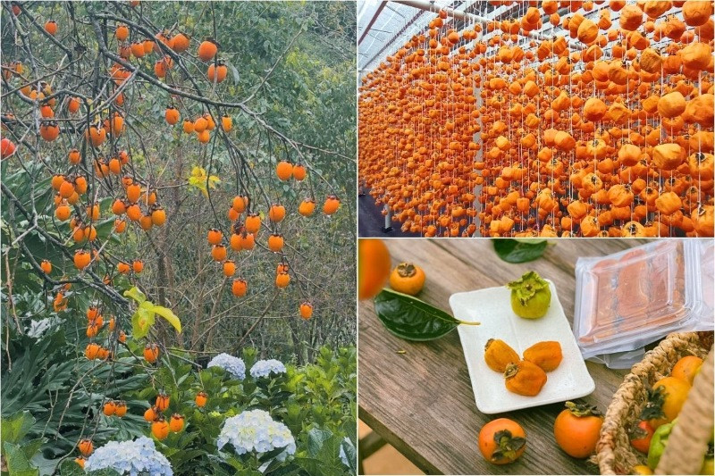 Vườn hồng với không gian xanh mát và nhiều góc chụp