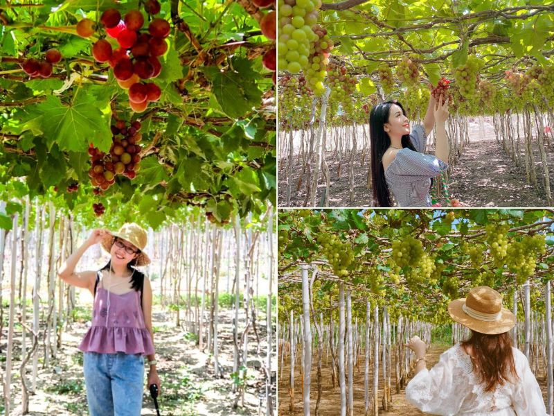 Lạc vào khu vườn nho xanh mướt