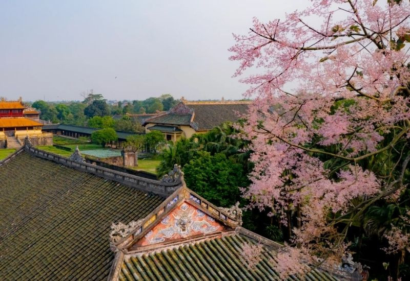 Hoa ngô đồng được xem là biểu tượng hưng thịnh triều Nguyễn