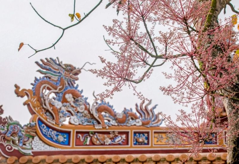 Hoa ngô đồng, loài hoa đặc sản nơi cung đình Huế