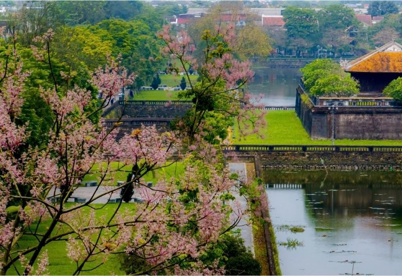 Hoa ngô đồng nở vào tháng 2 - 3 âm lịch