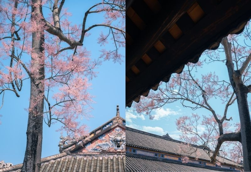 Ngắm hoa ngô đồng tại nhiều địa điểm khác ngoài Đại Nội Huế 