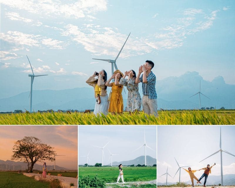 Đến cánh đồng điện gió Đầm Nại đừng quên thả dáng tại cây cô đơn