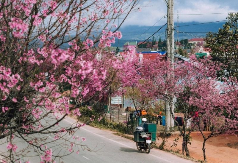 Con dốc rực hồng mỗi độ mai anh đào vào mùa (Ảnh: Sưu tầm)