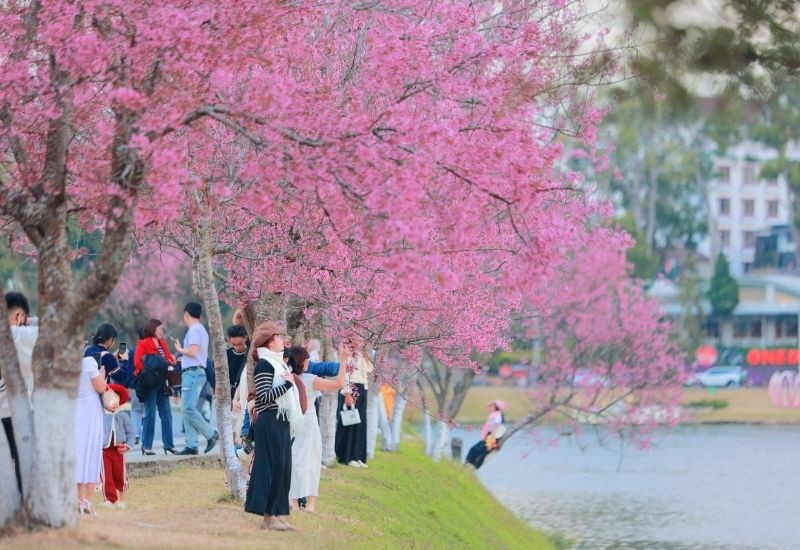 Mai anh đào nở rộ bên mặt hồ thơ mộng (Ảnh: Sưu tầm)
