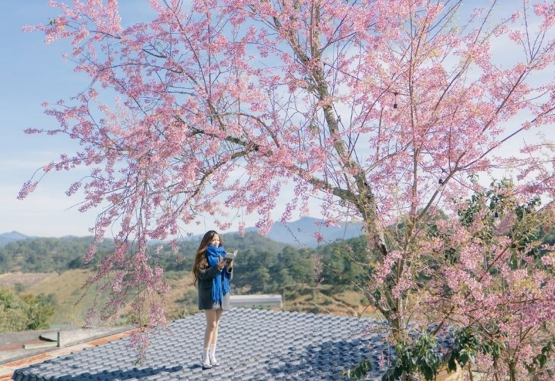 Mai anh đào khoe sắc hồng giữa tiết trời se lạnh Đà Lạt (Ảnh: Sưu tầm)