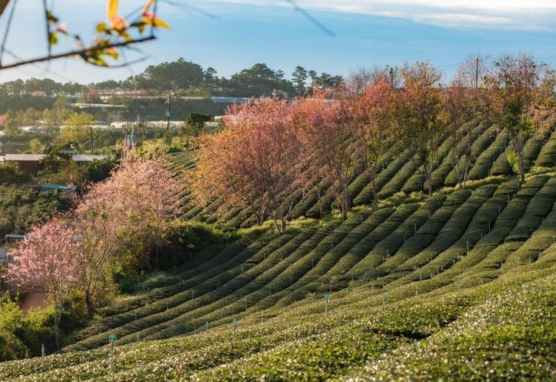 Sắc mai anh đào nổi bật giữa đồi chè xanh (Ảnh: Sưu tầm)