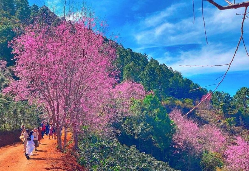 Những tán mai anh đào giữa núi rừng Lạc Dương (Ảnh: Sưu tầm)