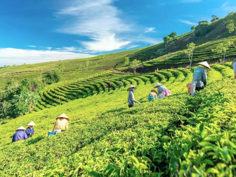Check - in Đồi chè Cầu Đất