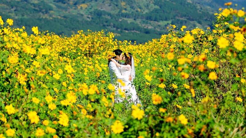 Hoa Dã Quỳ tại Dinh III – Hồ Tuyền Lâm