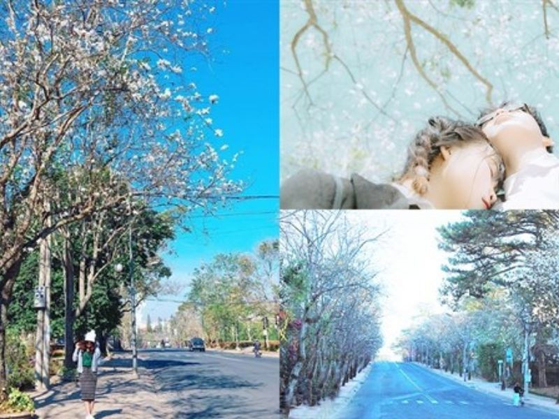 Lãng mạn mùa hoa ban trắng tại cung đường Phù Đổng Thiên Vương