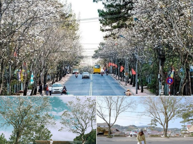 Ngắm hoa ban trắng tại cung đường đẹp nhất nhì tại Đà Lạt 