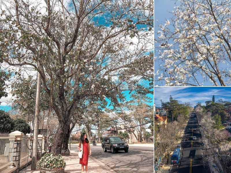 Cung đường Trần Phú cho bạn những tấm ảnh check-in đẹp