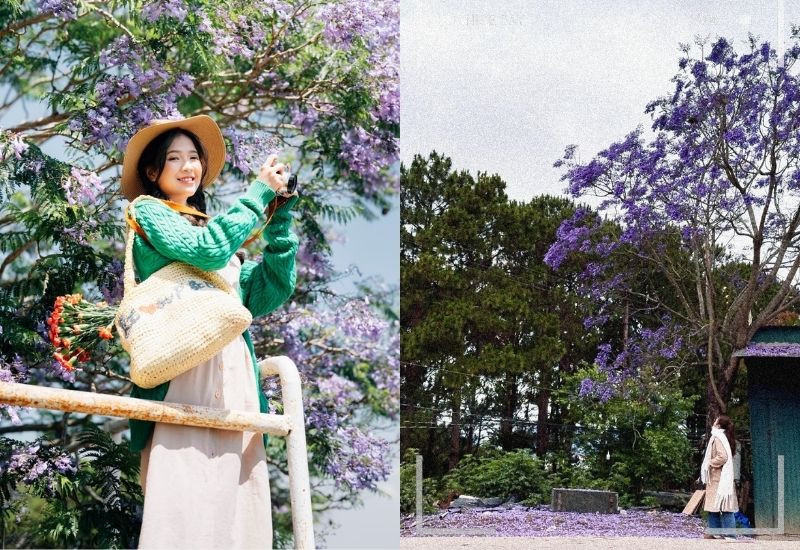 Đi tour Đà Lạt lễ 30/4 mùa hoa phượng tím