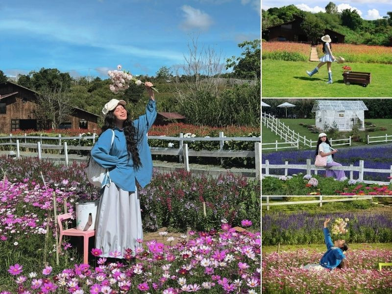 Thung Mơ Garden - Một chiếc background xinh hết nấc cho dịp tết 