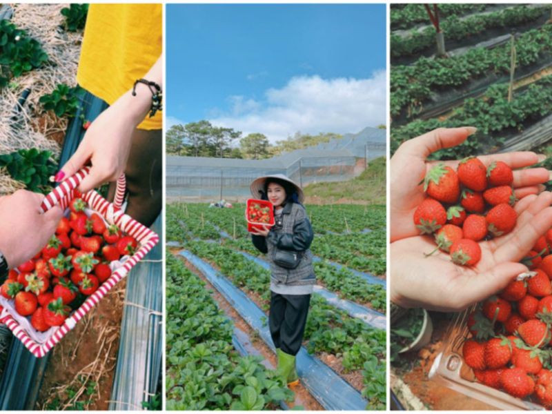 Tour du lịch Đà Lạt tháng 1 - Trải nghiệm hái dâu 