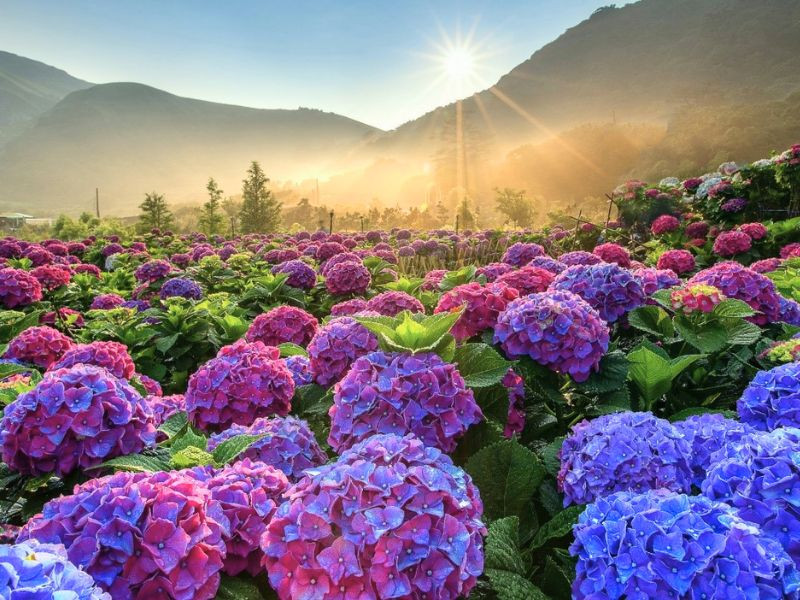 Hoa cẩm tú cầu mang nét đẹp riêng