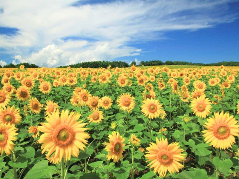 Hoa hướng dương khoe sắc