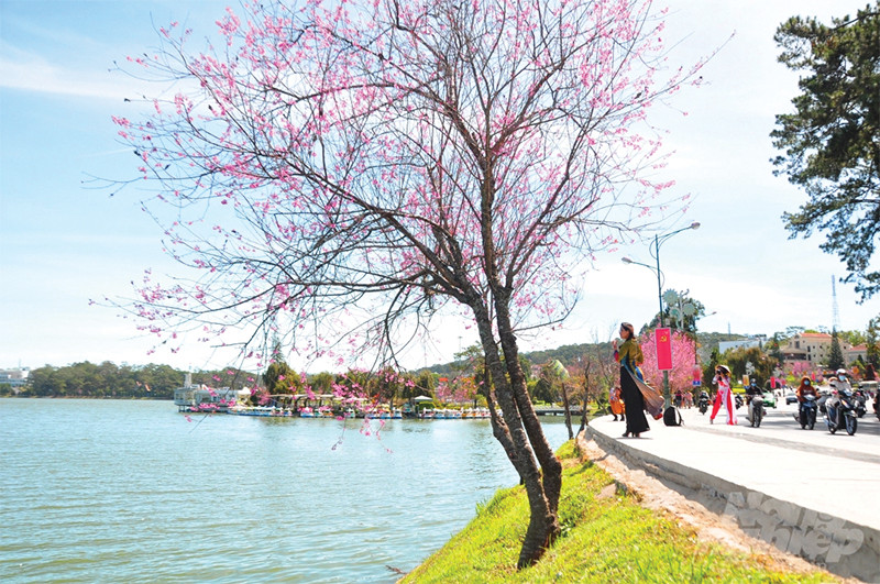 Hoa anh đào bên bờ hồ Xuân Hương