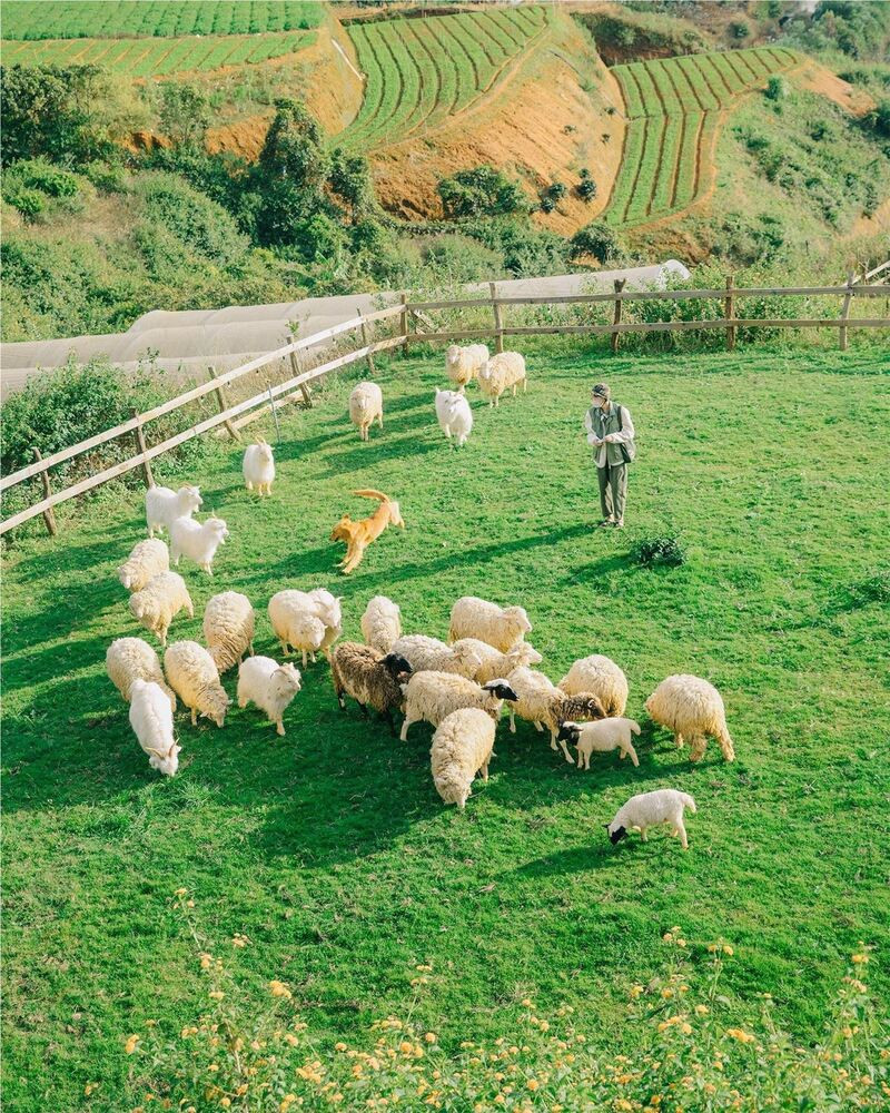 Chika Farm với những chú cừu trắng