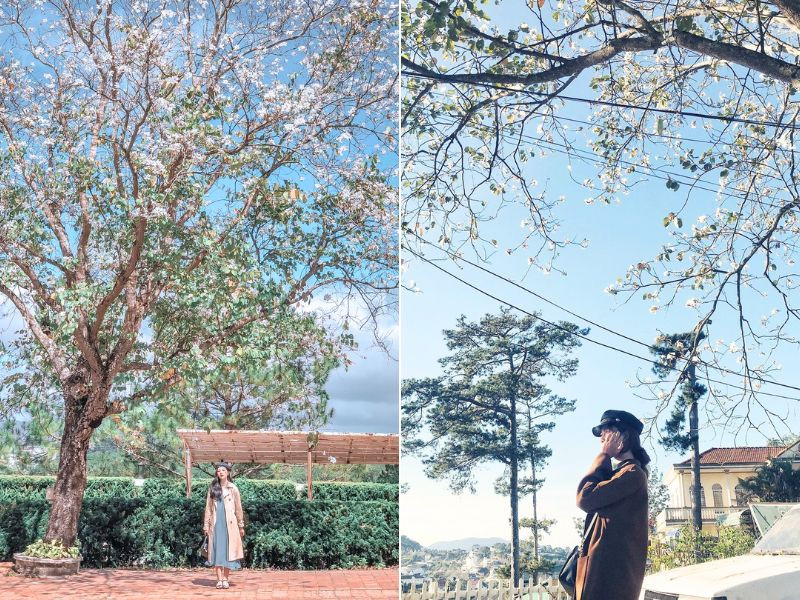 Lên lịch cho chuyến du lịch Đà Lạt tháng 12, chiêm ngưỡng sắc hoa ban trắng nở rộ