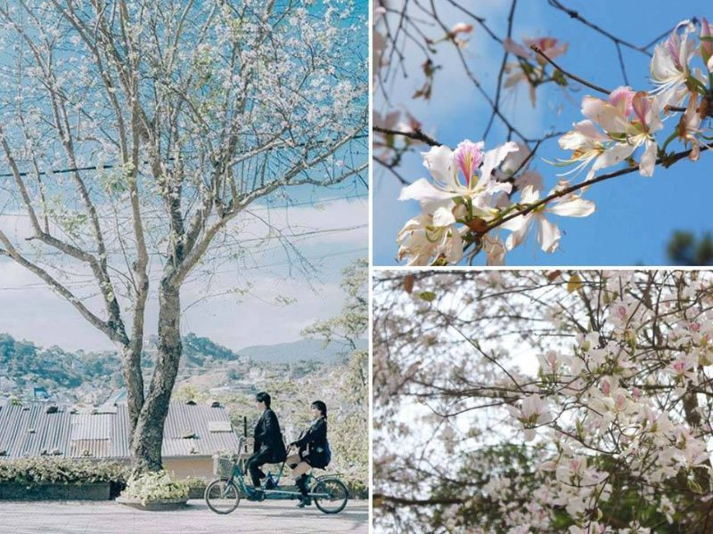 Mùa hoa ban trắng nở rộ trên “xứ sở sương mù”