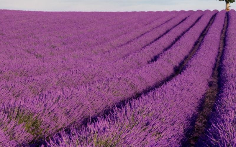 Cánh đồng hoa Lavender tại Đà Lạt