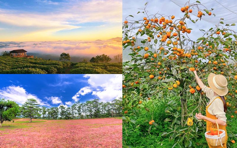 Vẻ đẹp mùa thu tại Đà Lạt