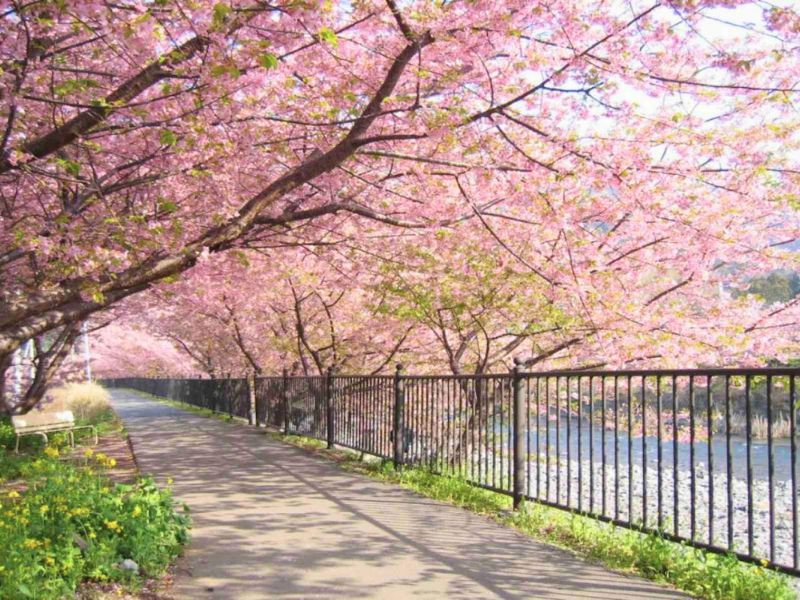 Ngắm hoa anh đào nở rộ