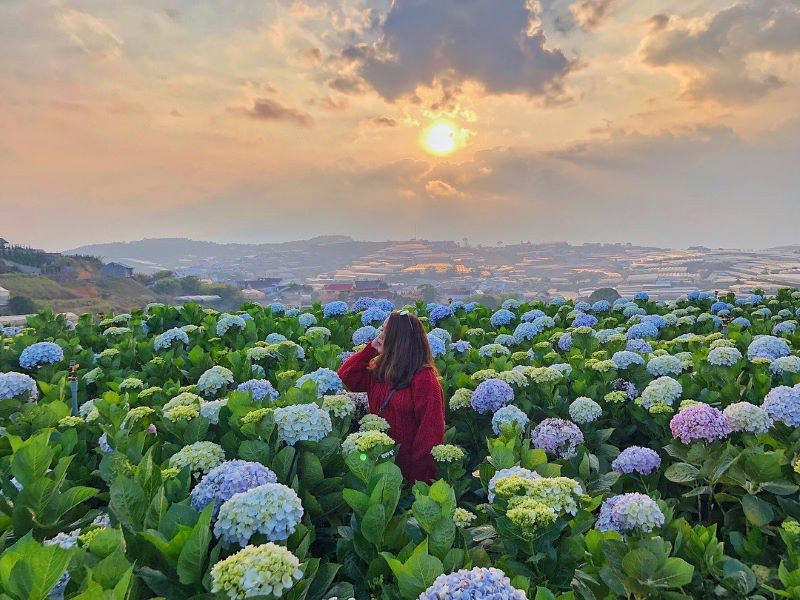 Mùa hoa cẩm tú cầu tuyệt đẹp tại Đà Lạt
