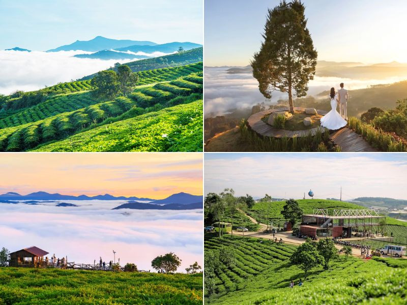 Đồi chè Cầu Đất có thảm chè xanh mướt trải dài