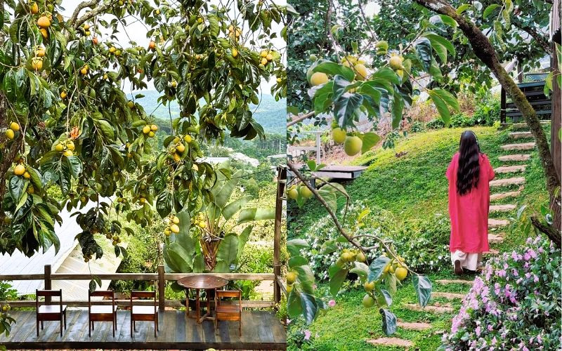 Mê mẫn với không gian thoáng mát, yên bình tại tiệm cafe nhà ngoại