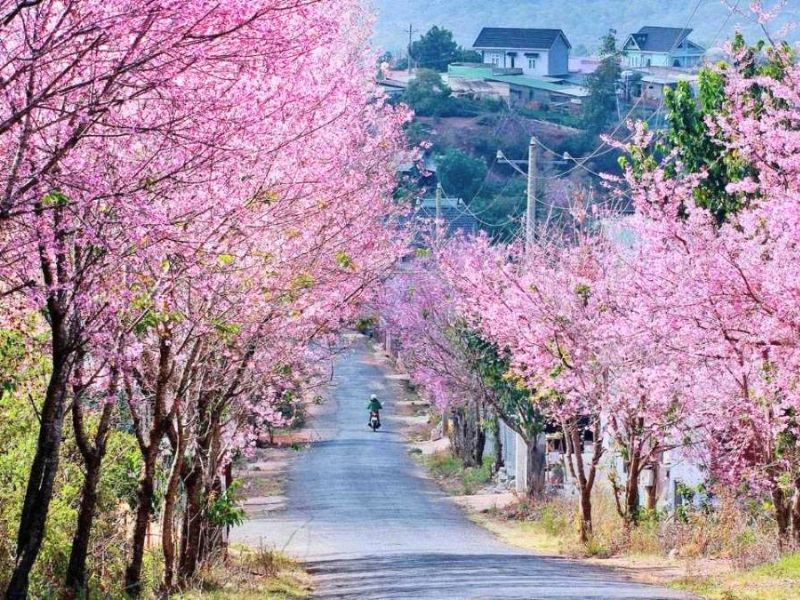 Khung cảnh Đà Lạt vào dịp Tết 