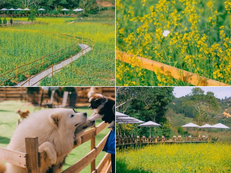 Đà Lạt Thôn 13 mang vẻ đẹp bình yên