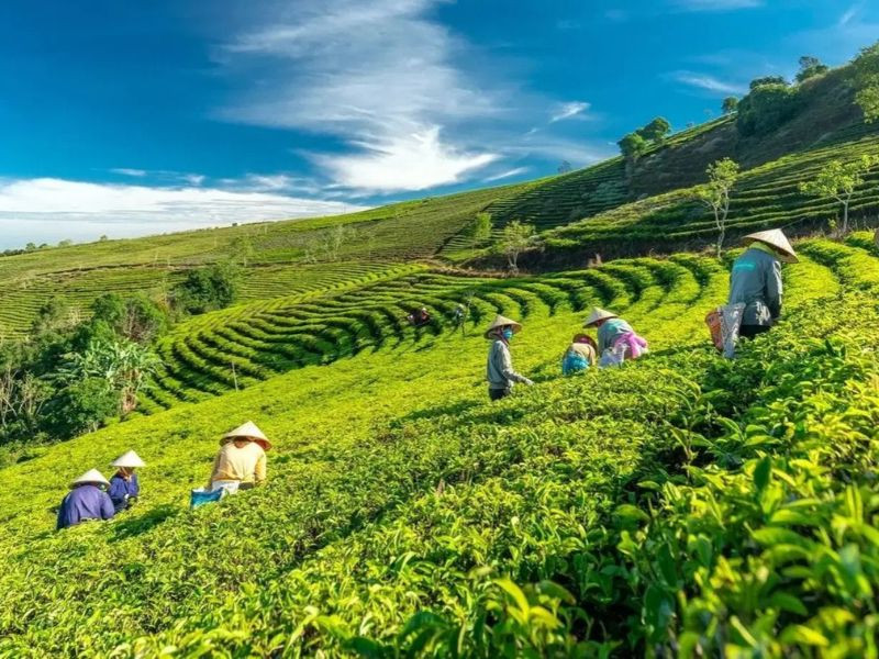 Tham quan đồi chè cầu đất (ảnh: sưu tầm) 