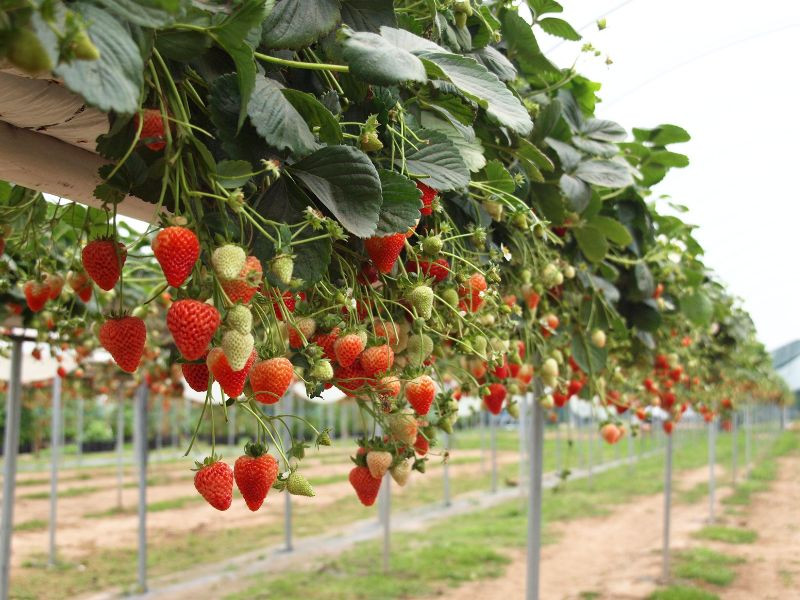Trải nghiệm hái dâu tại vườn (ảnh: sưu tầm) 