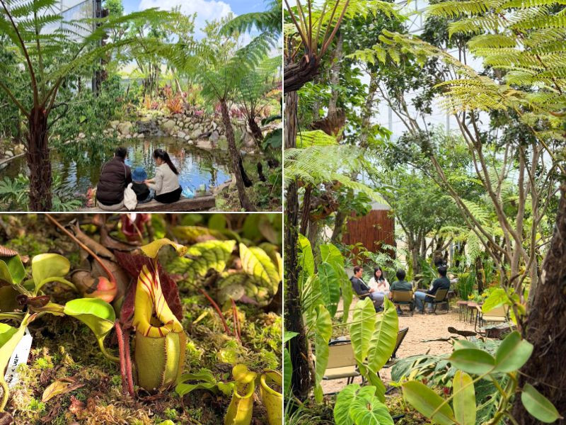The Cloud Forest - khu rừng mưa nhiệt đới thu nhỏ