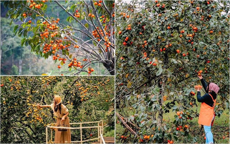 Thời điểm thu hút đông đảo khách du lịch đến tham quan