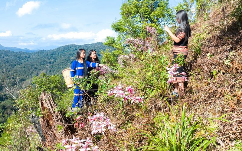 Tour Măng Đen - Check-in với địa lan trên đồi cao