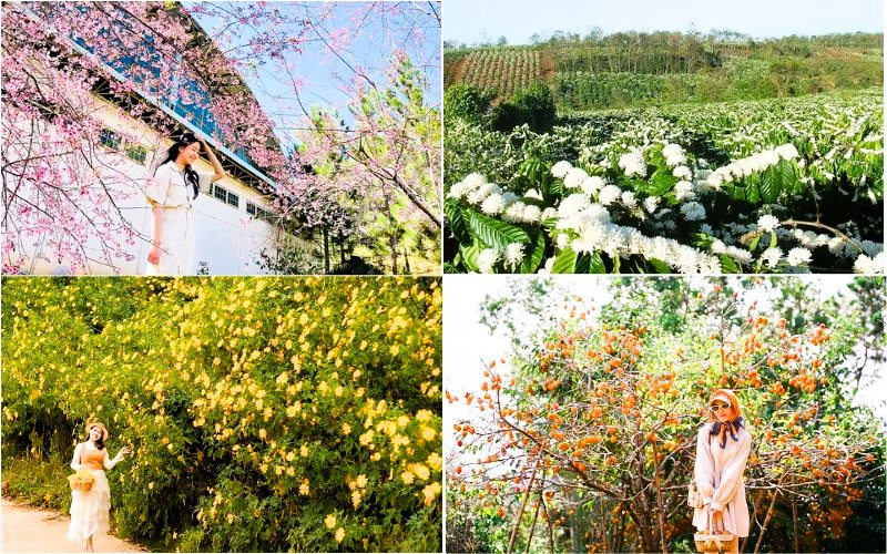 Thời điểm Măng Đen bước vào mùa đẹp nhất