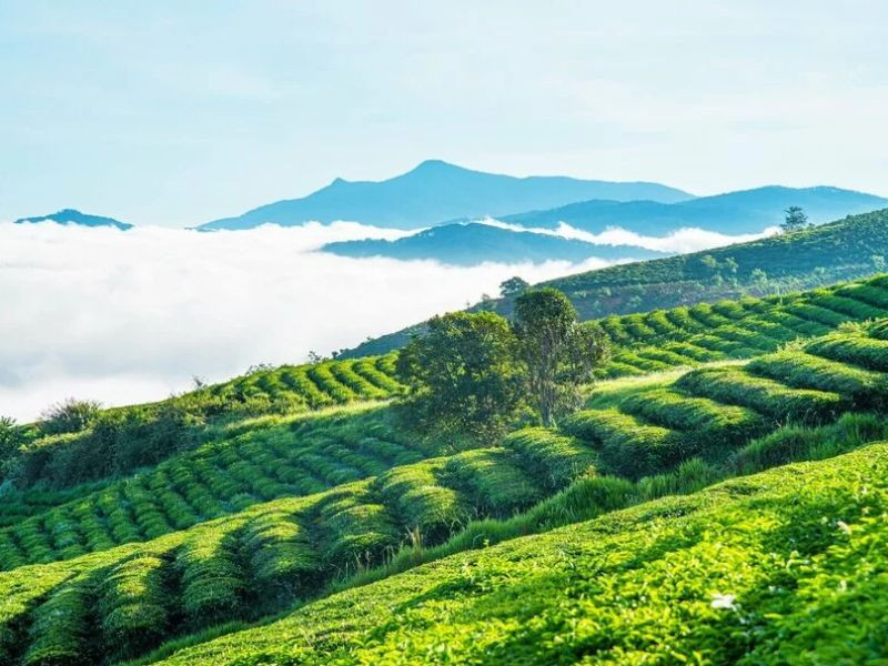 Không khí Đà Lạt xanh mát Không khí Đà Lạt xanh mát (ảnh: sưu tầm)