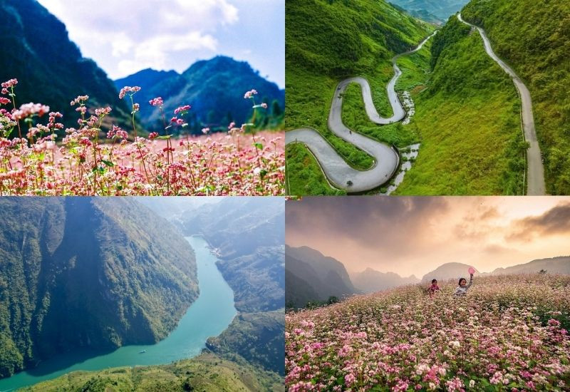 Mùa hoa tam giác mạch tạo nên sức hút đặc biệt của Hà Giang mỗi độ thu về 