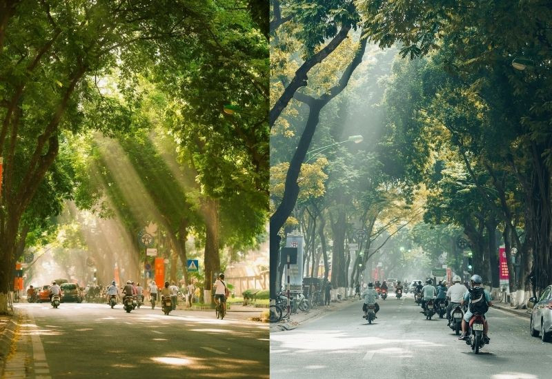 Mùa thu Hà Nội ghi dấu với hàng cây thay lá, hương hoa sữa và những góc phố đầy chất thơ