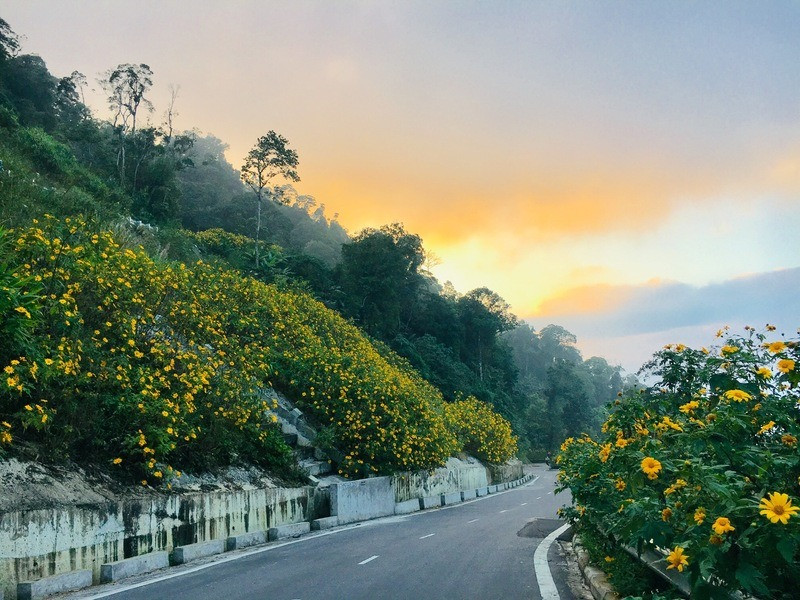 Mùa hoa dã quỳ tại Ba Vì
