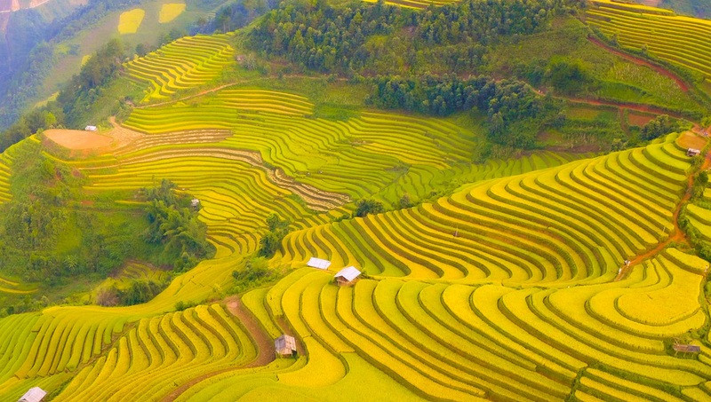 Sắc vàng của Mù Cang Chải vào mùa thu
