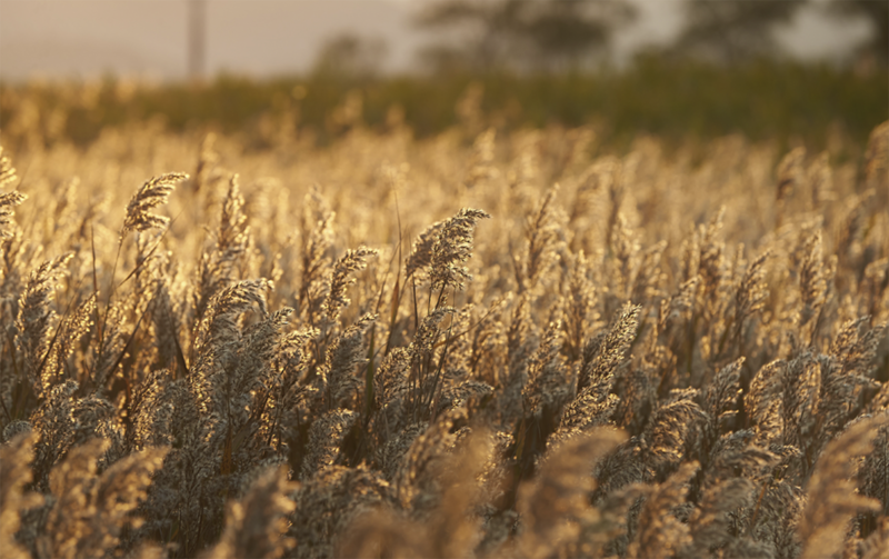 Nét đẹp vịnh Suncheon khi mùa thu đến