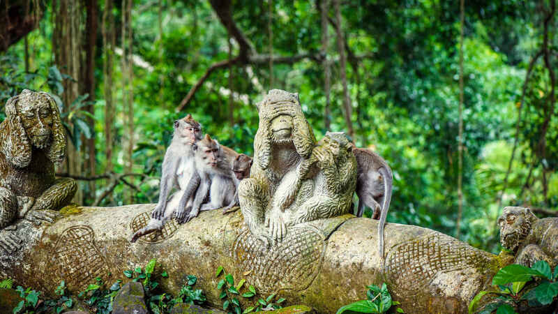 Rừng khỉ Monkey Forest Bali